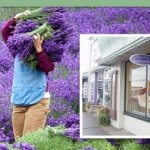 Purple Haze Lavender Farm